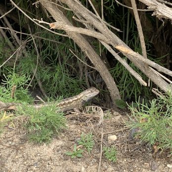 Fairview Park - Same one, just got a little startled. - Parks Near Me - Costa Mesa, California Fairview Park - Same one, just got a little startled. - Parks Near Me - Costa Mesa, California