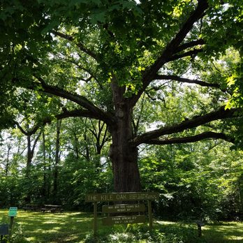 Kile Oak - The main tree of the park has a trunk that is 5' in diameter - Parks Near Me - Indianapolis, Indiana