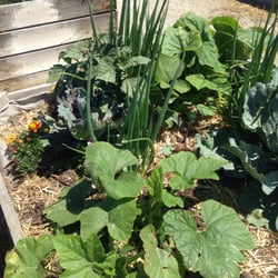 The Farmer's Place - Many raised beds