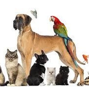 Ramapo Kennels - Ramapo Kennels - Pet Groomers Near Me - Pomona, New York Ramapo Kennels - Ramapo Kennels - Pet Groomers Near Me - Pomona, New York