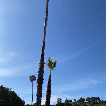 Alex Tree Service - After - Tree Services Near Me Alex Tree Service - After - Tree Services Near Me