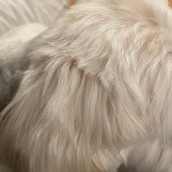 Petco - No skills at all. For $90, please take your dog elsewhere. - Pet Stores Near Me - Porter Ranch, California Petco - No skills at all. For $90, please take your dog elsewhere. - Pet Stores Near Me - Porter Ranch, California