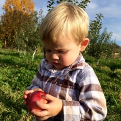 Green Bench Orchard - U-Pick APPLES, PEARS, and PLUMS from almost 200 trees!