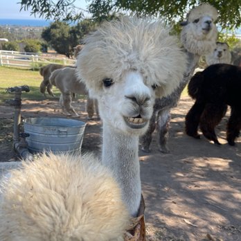 Canzelle Alpacas - Farms Near Me - Carpinteria, California