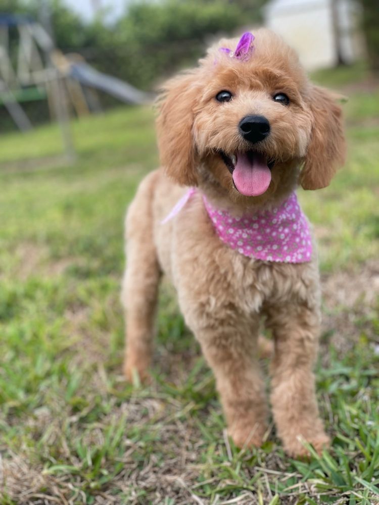 Loving Care Pet Grooming Image