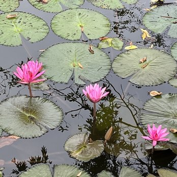Rizal Park - Lilly pads and flowers - Parks Near Me - Manila, NCR