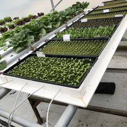 Red Acres Hydroponics