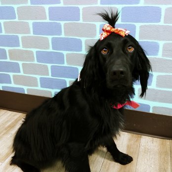 Gette A Groom - Spaniel mix - Pet Groomers Near Me - Klamath Falls, Oregon