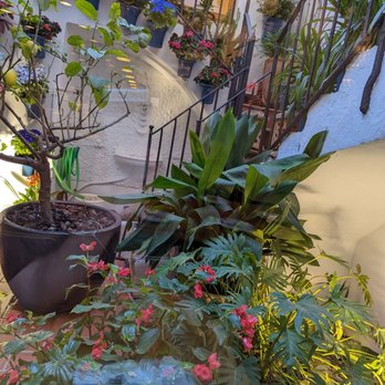 Cañete - Courtyard - Tapas/Small Plates Near Me - Barcelona, B Cañete - Courtyard - Tapas/Small Plates Near Me - Barcelona, B