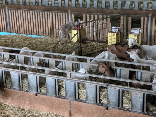 Valley Shepherd Creamery by null