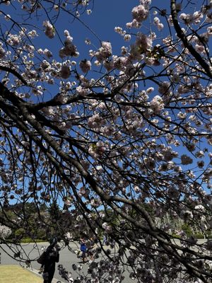 Shinjuku Gyoen National Garden by null