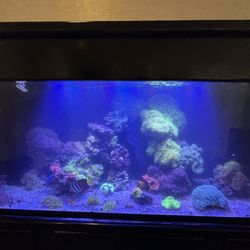 Reef Haven - 70 Gallon Mixed Reef Aquarium