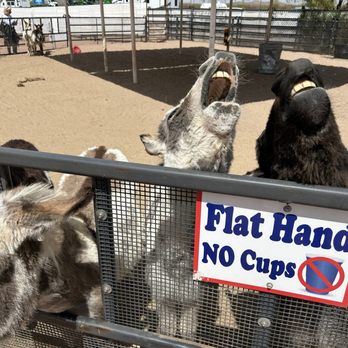Ostrich Festival - Festivals Near Me - Chandler, Arizona Ostrich Festival - Festivals Near Me - Chandler, Arizona