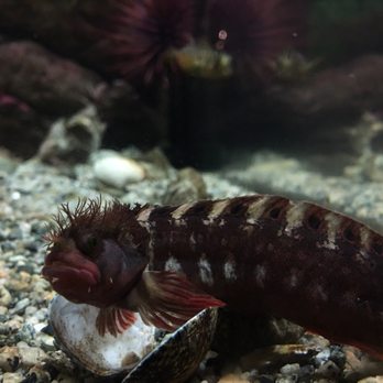 Shaw Centre for the Salish Sea - Aquariums Near Me - Sidney, British Columbia