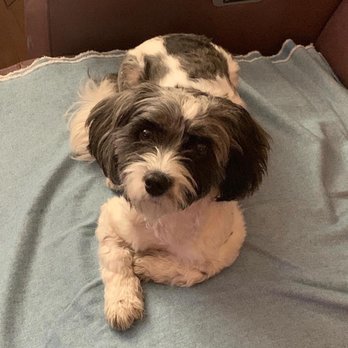 Best Friend Grooming - Before, so shaggy... - Pet Services Near Me - Brooklyn, New York