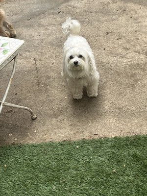 LePooch Chateau by null