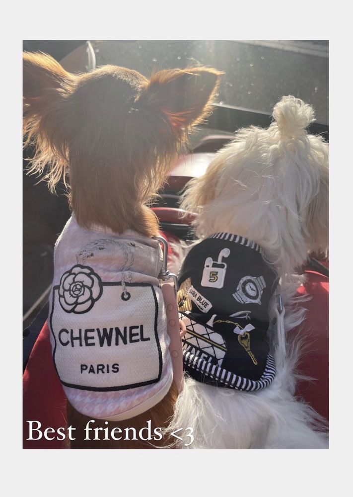 GiGi's Pet Market Image