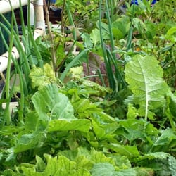 GM Aquaponics - Organic veggies in our backyard aquaponics