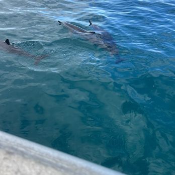 Blue Dolphin Charters - Dolphins, sea turtles, and pure Aloha vibes! - Boating Near Me - Eleele, Hawaii