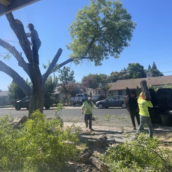 Soto’s Landscaping & Tree Service - Landscaping Near Me