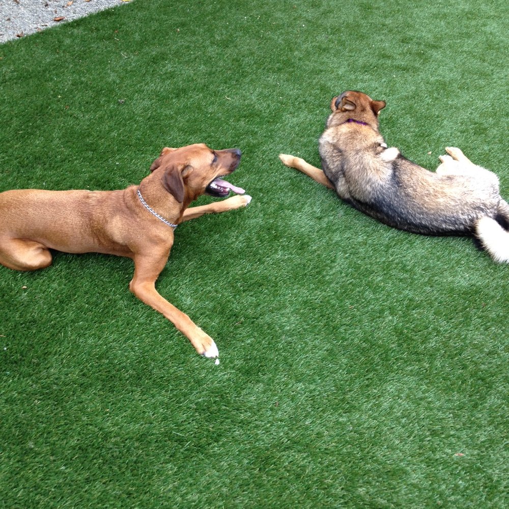 Onelawn - Dogs enjoying the new lawn. - Artificial Turf Near Me - San Lorenzo, California Onelawn - Dogs enjoying the new lawn. - Artificial Turf Near Me - San Lorenzo, California