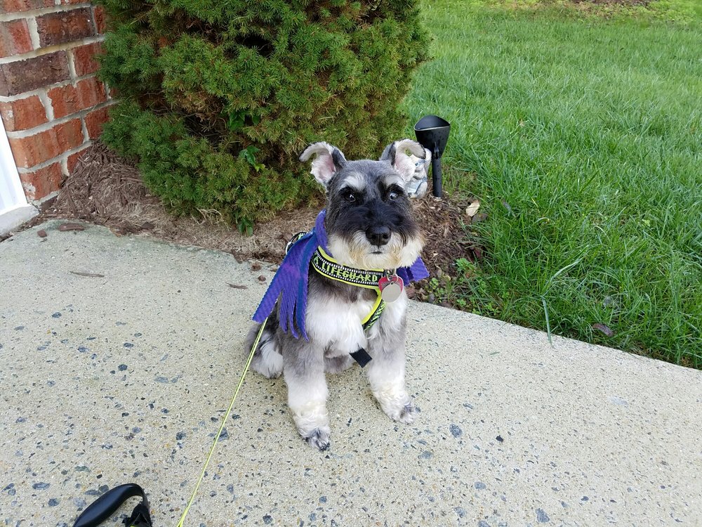 PETROPOLITAN DOG GROOMING 32 Photos & 39 Reviews 8123 Herndon Rd, Durham, NC Yelp