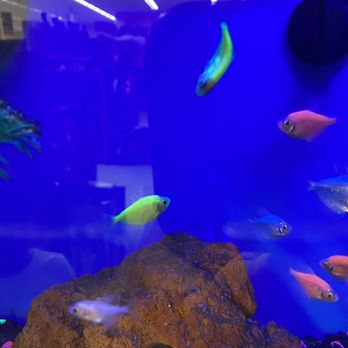 Petco - These glow fish are awesome! One is sick please help it. - Pet Stores Near Me - Phoenix, Arizona