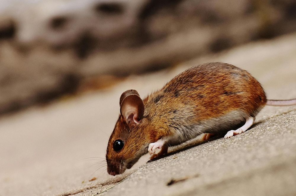 Veteran Pest Services - veterans service organization in Nampa, ID