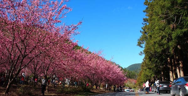 Wuling Farm by null