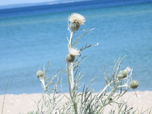 Sleeping Bear Dunes National Lakeshore by null