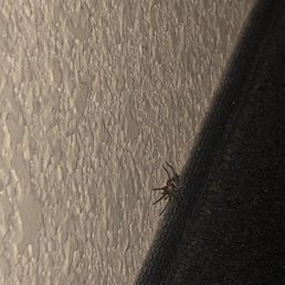 Second spider. (First ran off) Second spider. (First ran off)