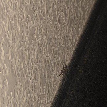 La Quinta by Wyndham Big Spring - Second spider. (First ran off) - Hotels Near Me - Big Spring, Texas La Quinta by Wyndham Big Spring - Second spider. (First ran off) - Hotels Near Me - Big Spring, Texas