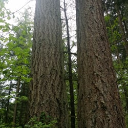 Shadygreen Campground - The Twin Trees