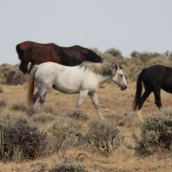 Red Canyon Wild Mustang Tours - Tours Near Me - Cody, Wyoming Red Canyon Wild Mustang Tours - Tours Near Me - Cody, Wyoming