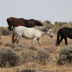 Red Canyon Wild Mustang Tours