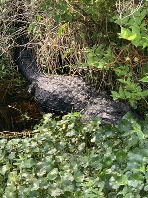 Blue Spring Adventures by null