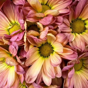 Happy Foods - Edgebrook - December Bouquets 2023 - Grocery Near Me - Chicago, Illinois Happy Foods - Edgebrook - December Bouquets 2023 - Grocery Near Me - Chicago, Illinois