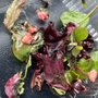 Photo of Saladworks