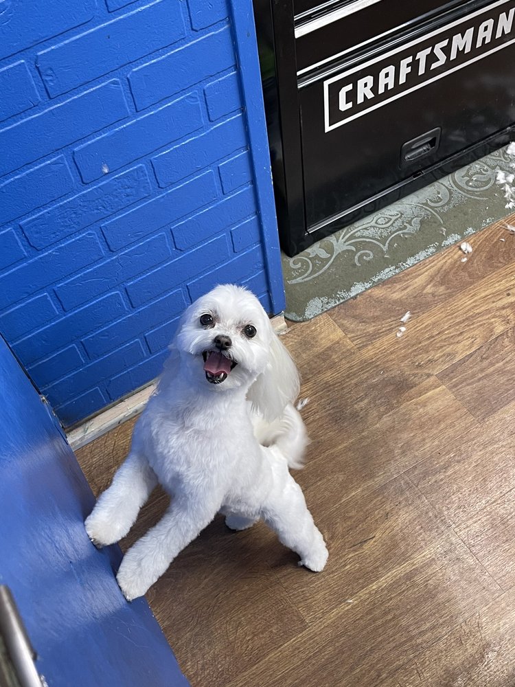 VICKY’S PET CHALET Updated October 2024 35 Photos & 27 Reviews