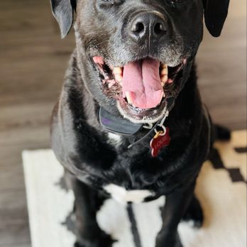 Home Paws And Stay - Pet Boarding Near Me Home Paws And Stay - Pet Boarding Near Me