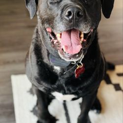 Home Paws And Stay