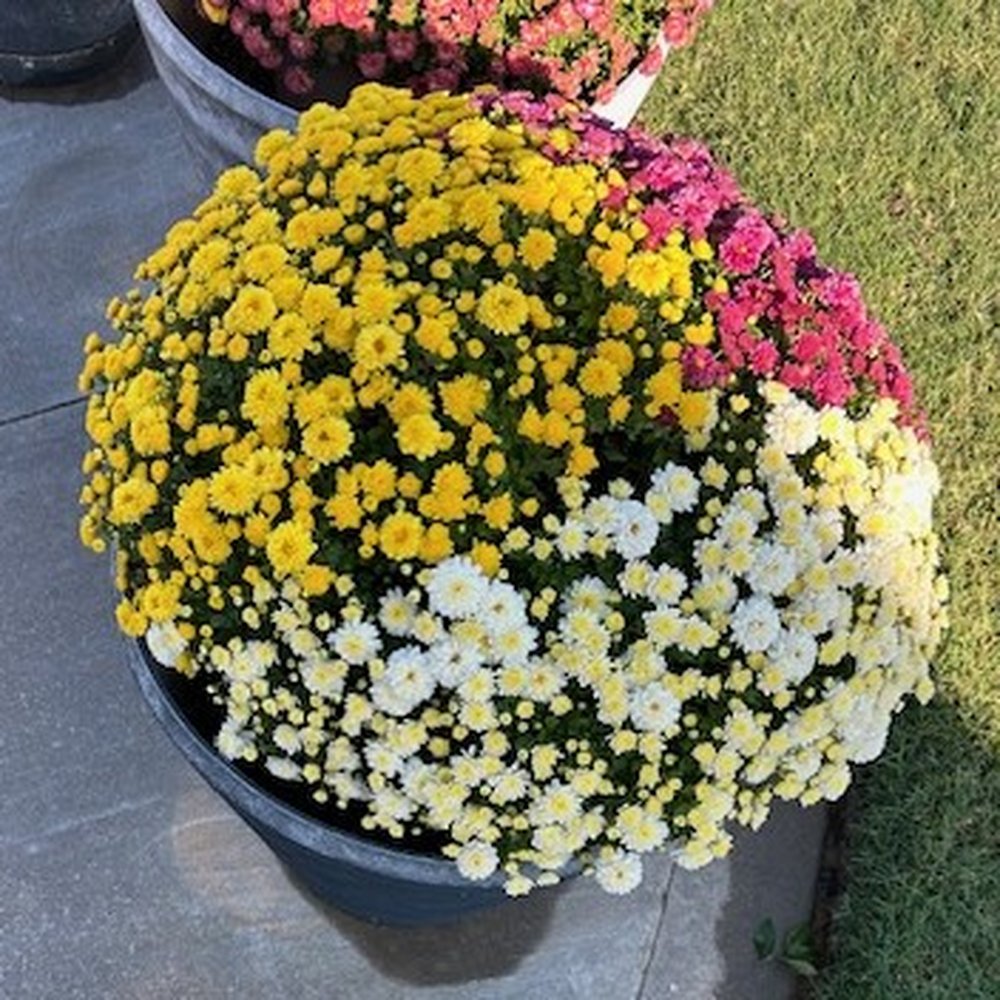 A New Leaf - Community Service/Non-Profit Near Me - Broken Arrow, Oklahoma