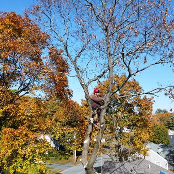 Velasquez Tree Services - Tree removal ! - Tree Services Near Me - Waltham, Massachusetts Velasquez Tree Services - Tree removal ! - Tree Services Near Me - Waltham, Massachusetts