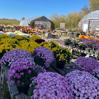Crazy Daisies - flowers - Nurseries & Gardening Near Me - Syracuse, New York Crazy Daisies - flowers - Nurseries & Gardening Near Me - Syracuse, New York