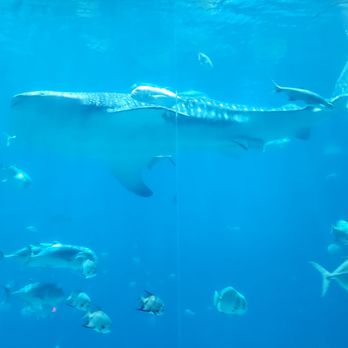 Georgia Aquarium - Aquariums Near Me - Atlanta, Georgia Georgia Aquarium - Aquariums Near Me - Atlanta, Georgia