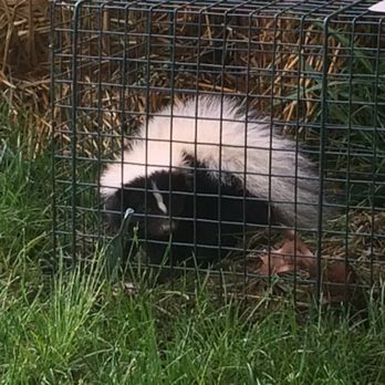 Mikes Gentle Wildlife Relocation - Meet peppy-la-pue, snagged him from a local school so the kids could return to recess. - Pest Control Near Me Mikes Gentle Wildlife Relocation - Meet peppy-la-pue, snagged him from a local school so the kids could return to recess. - Pest Control Near Me