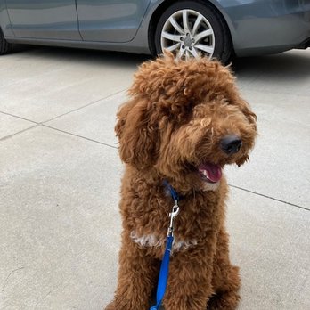 PetSmart - before - Pet Training Near Me - Mt Pleasant, South Carolina