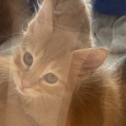 Pearland-City Of Animal Control - How are you so cute?!?