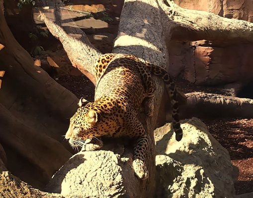 Bioparc Fuengirola by null