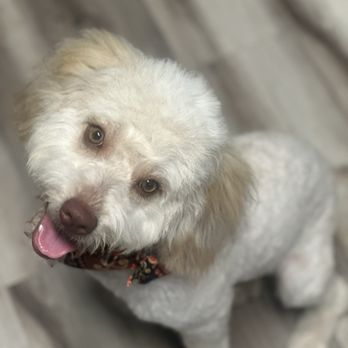 Bitches N Bubbles - My puppy Honey - Pet Groomers Near Me - Long Beach, California